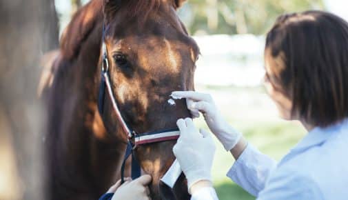 Homöopathische Notfallapotheke für Pferde