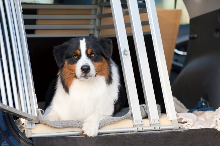 Hund an die Hundebox gewöhnen so klappt es! ZooRoyal Magazin