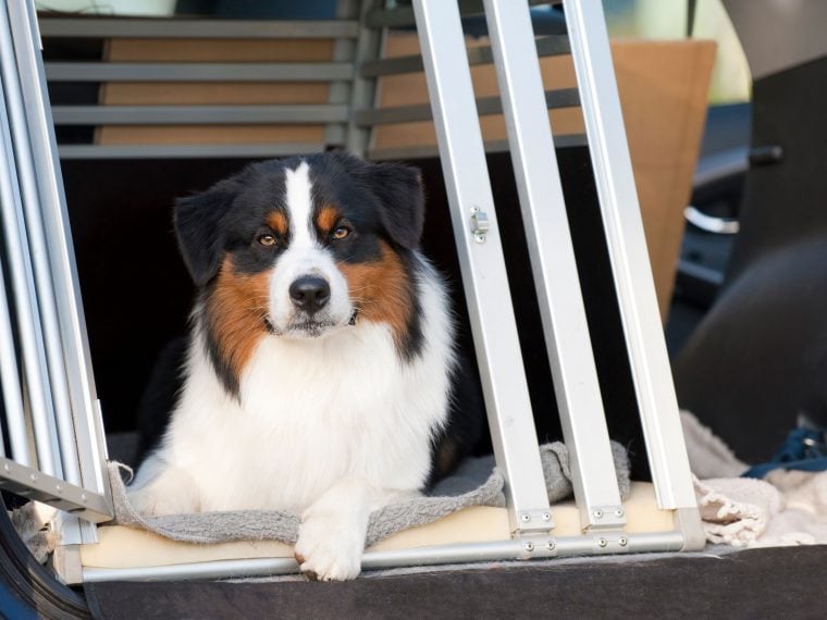 Hund an die Hundebox gewöhnen