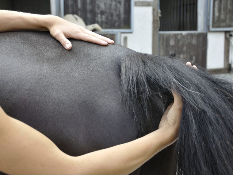 Physiotherapie für Pferde