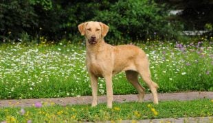 Chesapeake Bay Retriever