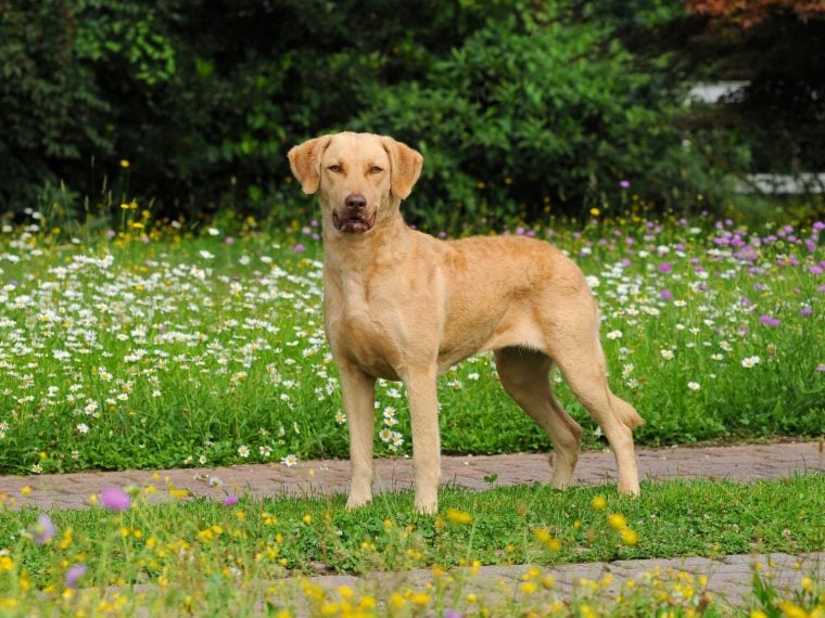 Chesapeake Bay Retriever