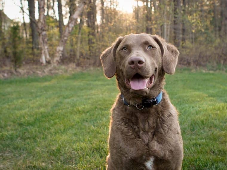 Chesapeake Bay Retriever