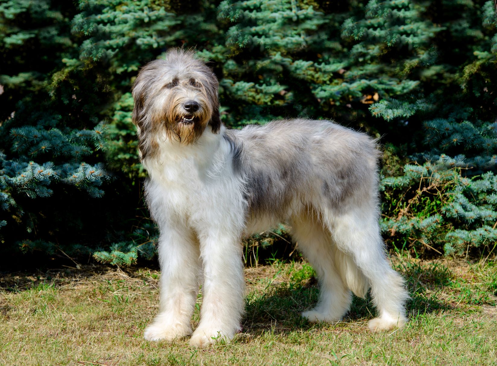 The Ciobanesc Romanesc Mioritic: A Loyal and Fearless Guard Dog The Ciobanesc Romanesc Mioritic: A Loyal and Fearless Guard Dog