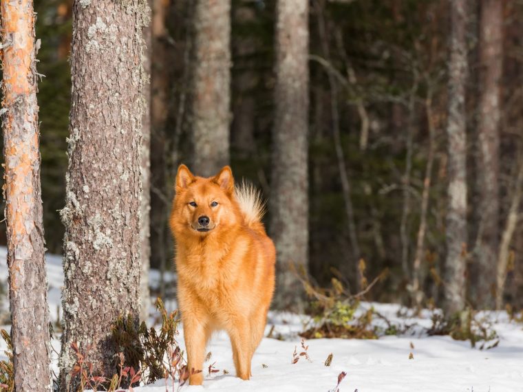 Finnischer Spitz