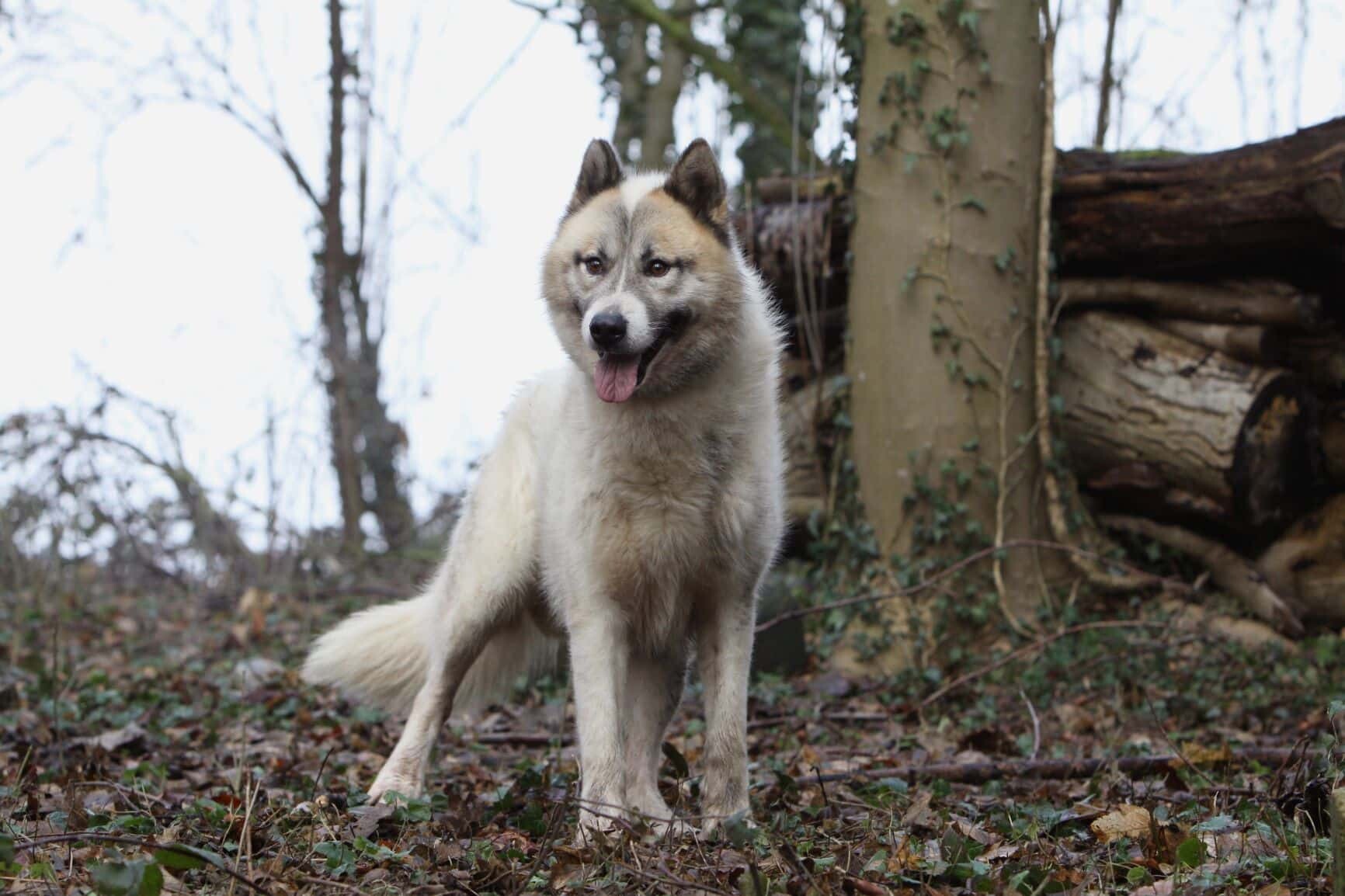 Grönlandhund im Rasseportrait ZooRoyal Magazin