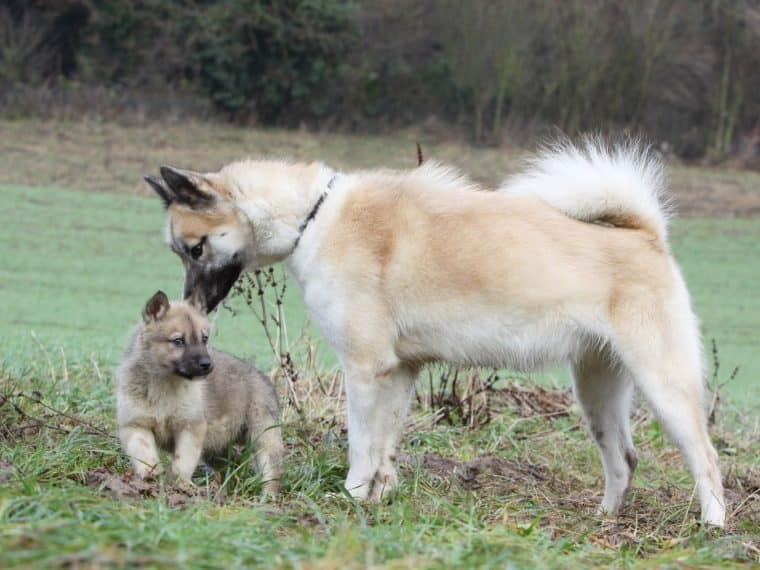 Grönlandhund