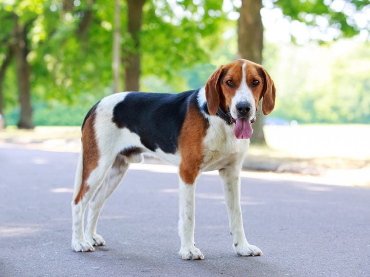 american foxhound