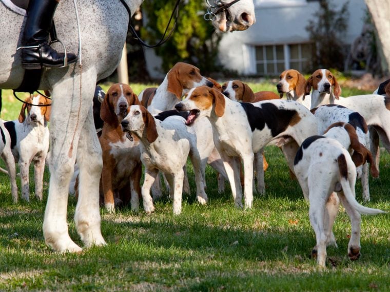 american foxhound