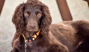 American Cocker Spaniel