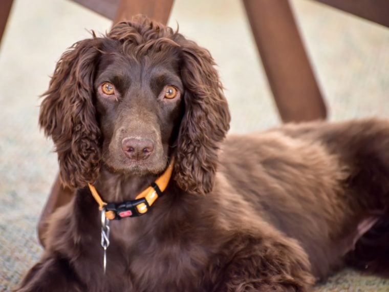 American Cocker Spaniel