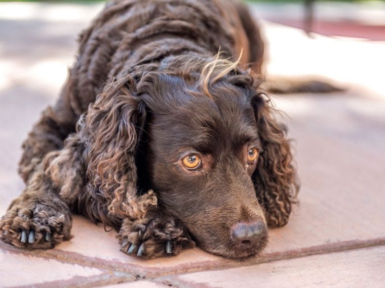 American Water Spaniel