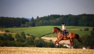 Ausdauertraining für Distanzpferde