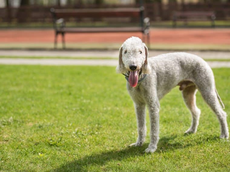 Bedlington Terrier