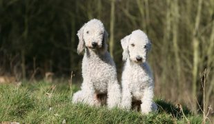 Bedlington Terrier