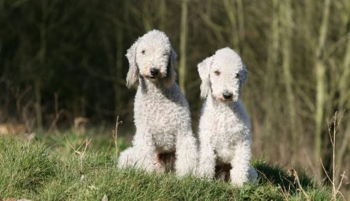 Bedlington Terrier