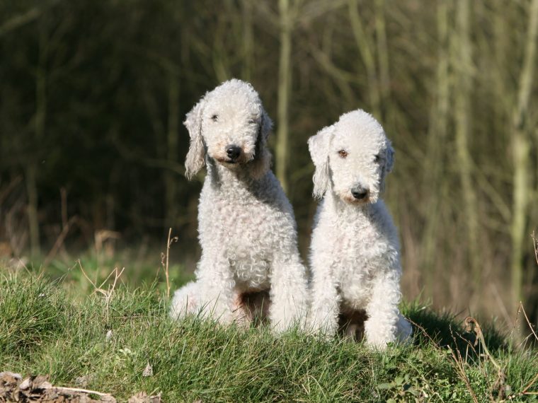 Bedlington Terrier