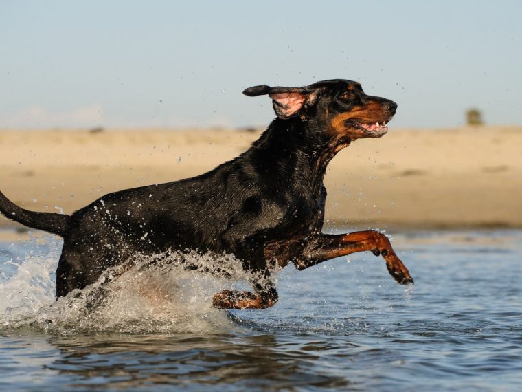 Black and Tan Coonhound