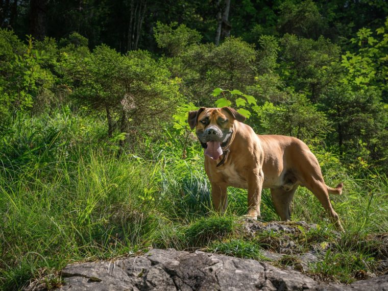 Boerboel