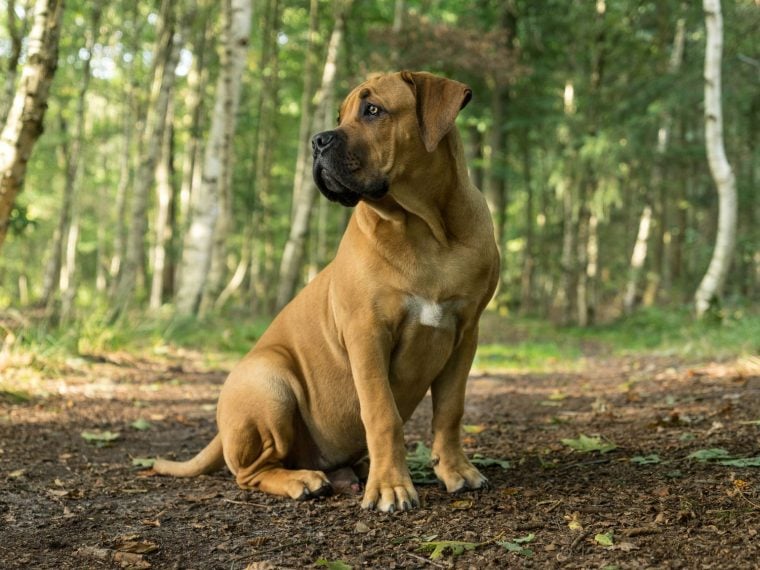 Boerboel