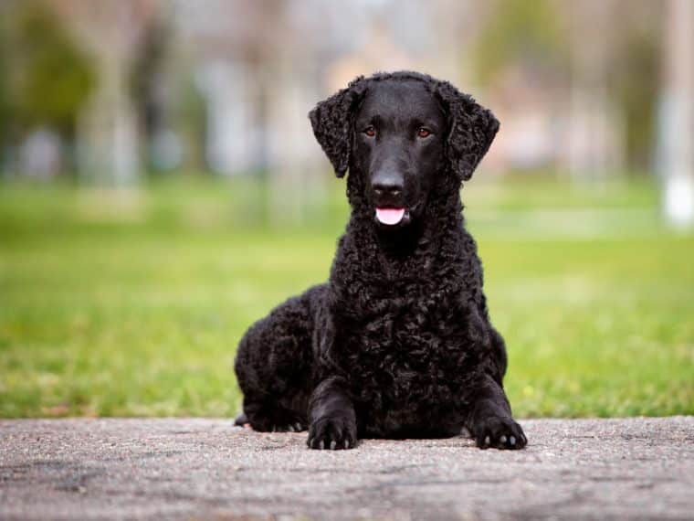 Curly Coated Retriever im Rasseportrait