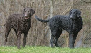 Curly Coated Retriever im Rasseportrait