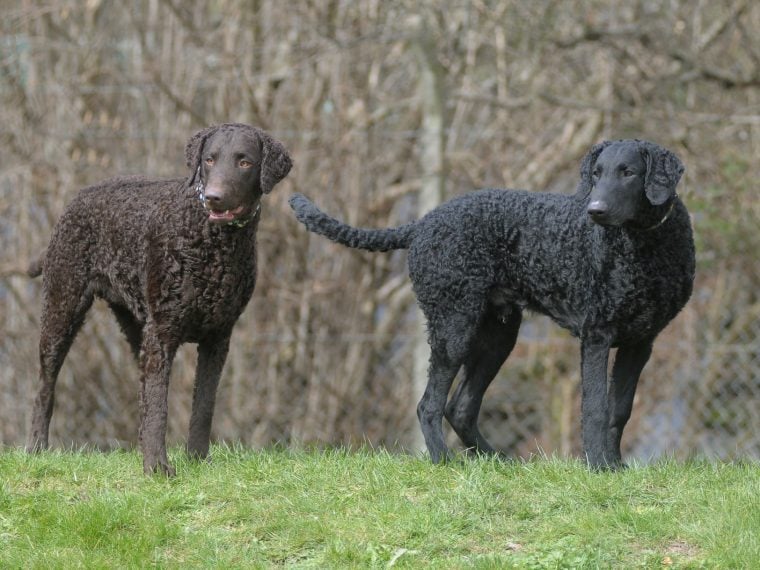 Curly Coated Retriever im Rasseportrait