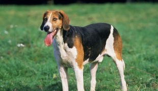 English Foxhound im Rasseportrait