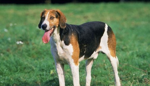 English Foxhound im Rasseportrait