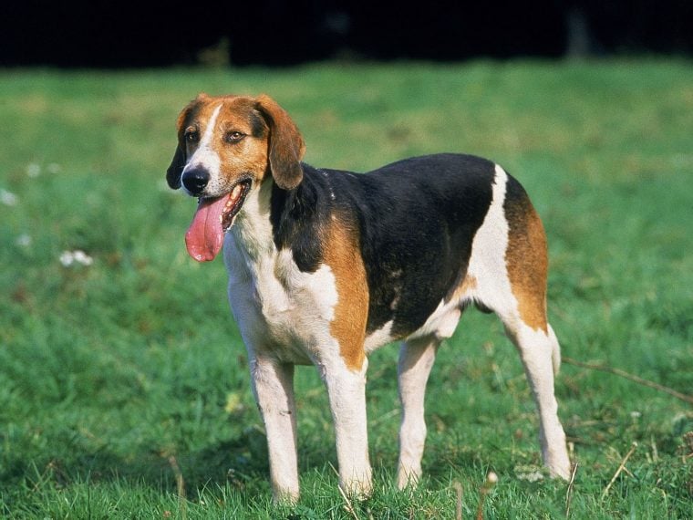 English Foxhound im Rasseportrait