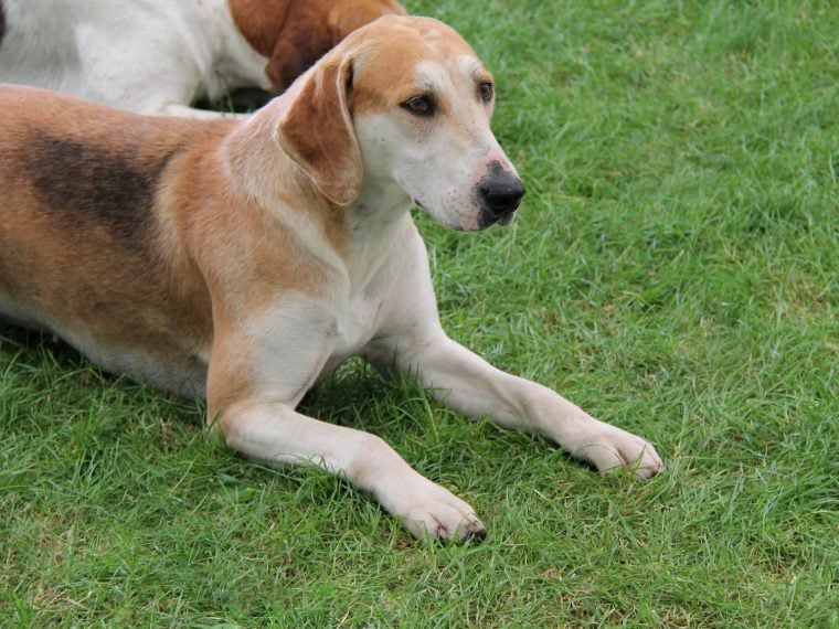 English Foxhound im Rasseportrait