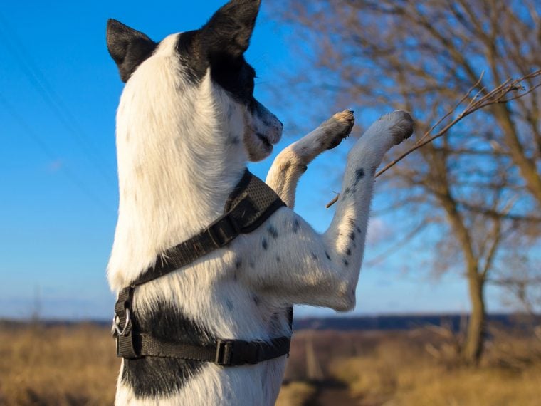 Feinmotoriktraining für den Hund