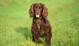 Field Spaniel