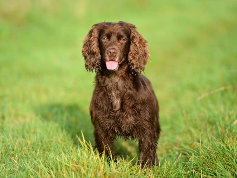 Field Spaniel