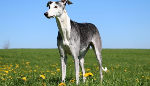 Galgo Español