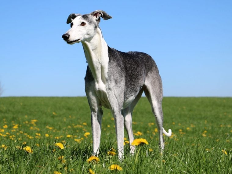 Galgo Español