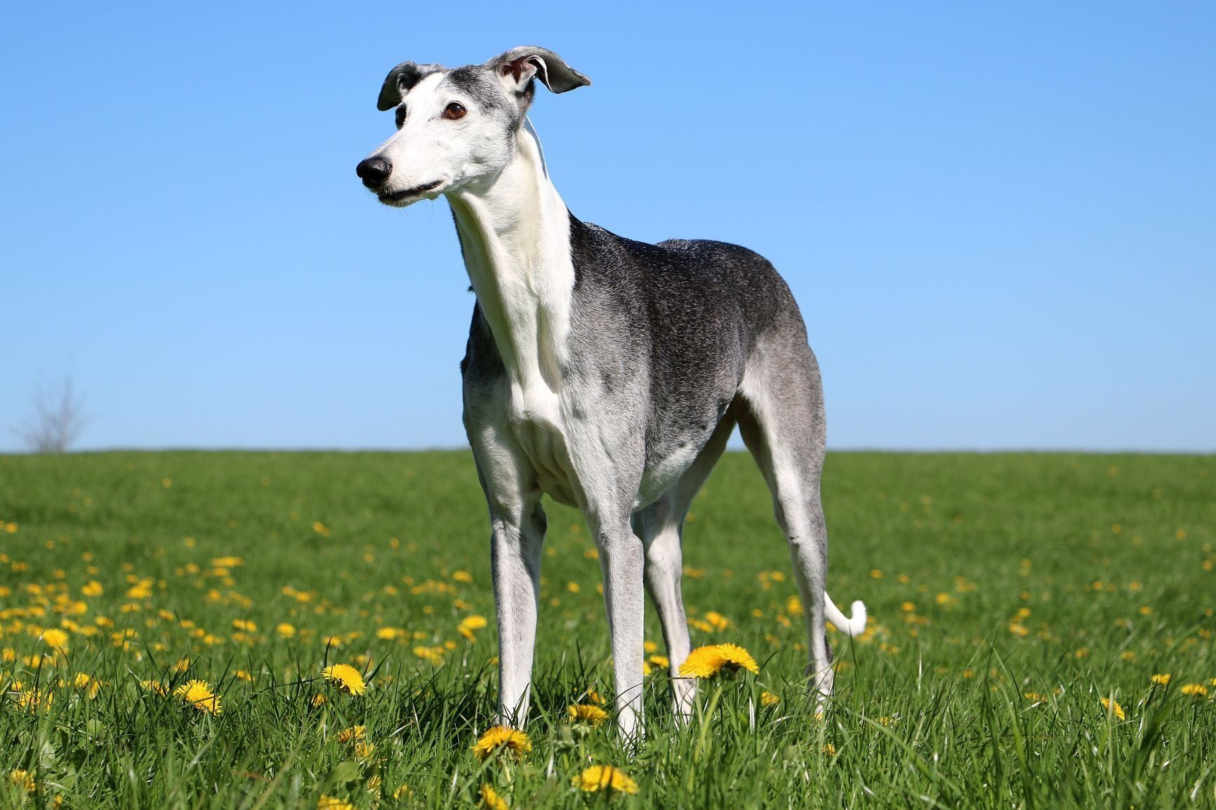 Galgo Español - Charakter, Größe & Erziehung | Steckbrief
