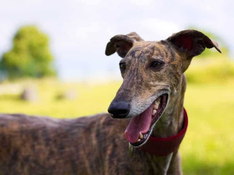 Galgo Español