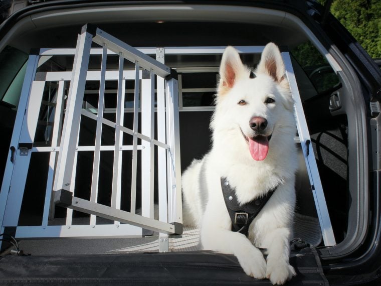 Hund an Transportbox und Hunderampe gewöhnen