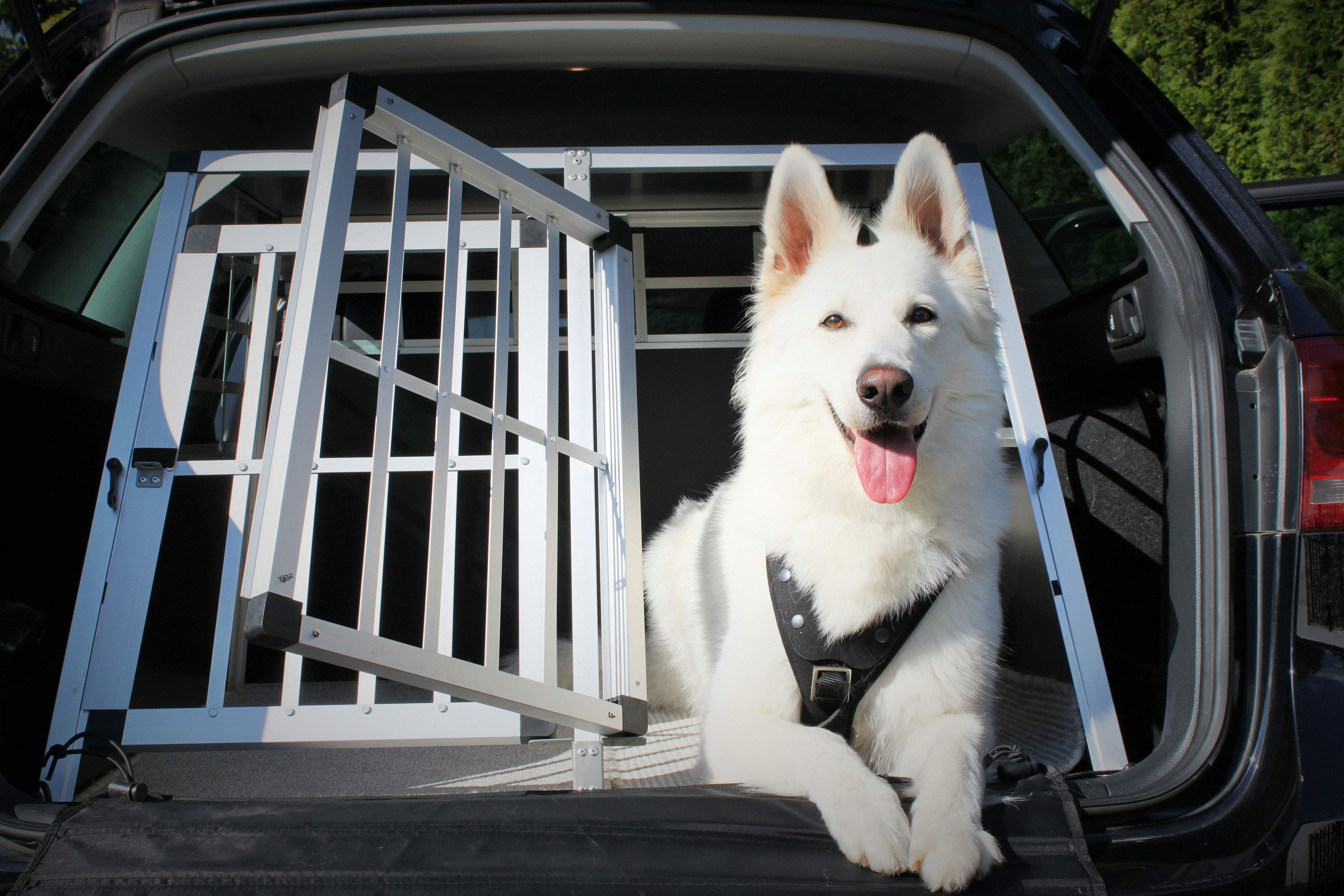 Kofferraumbox für Hunde