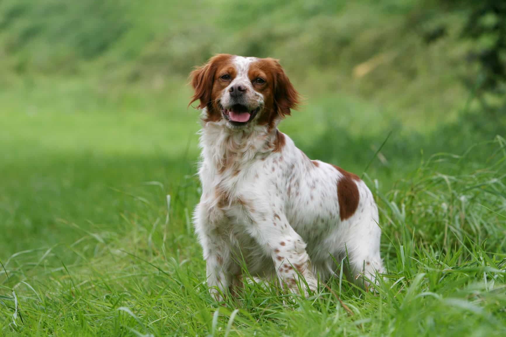 Épagneul Breton Charakter, Größe & Erziehung Steckbrief