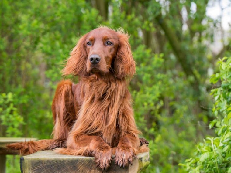 Irish Setter