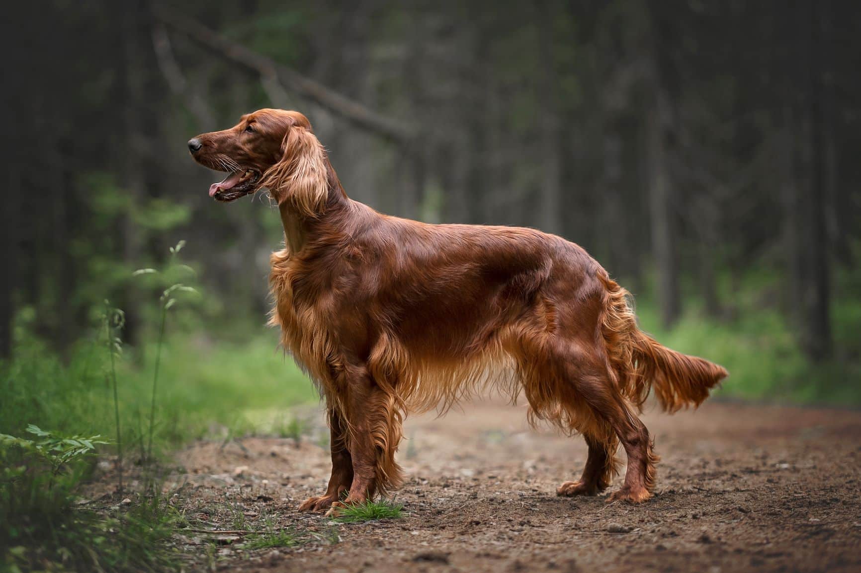 irish-setter-charakter-gr-e-erziehung-steckbrief