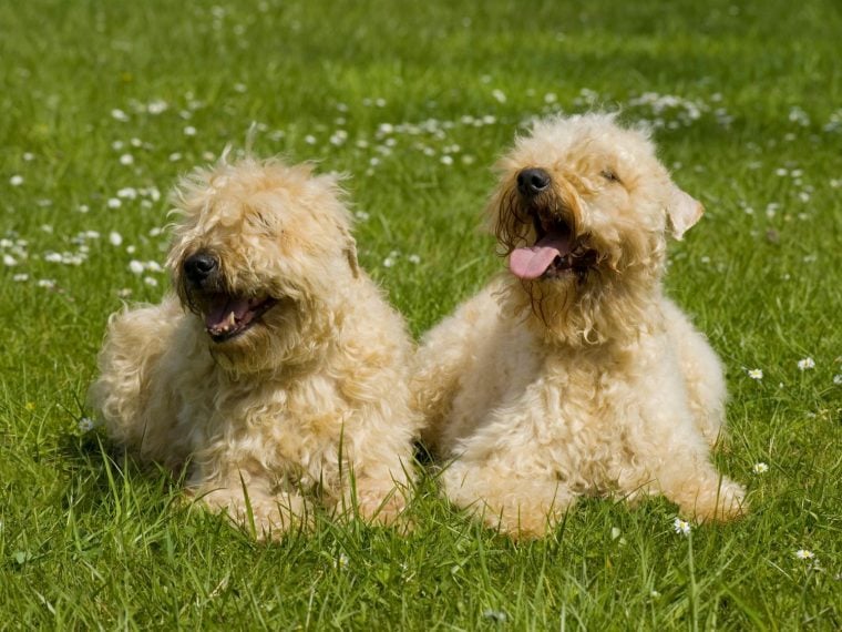 Irish Soft Coated Wheaten Terrier