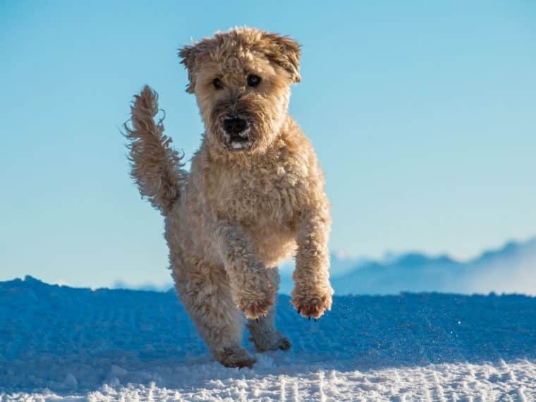 Irish Soft Coated Wheaten Terrier