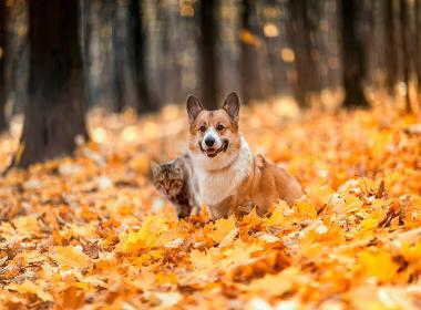 Parasiten im Herbst