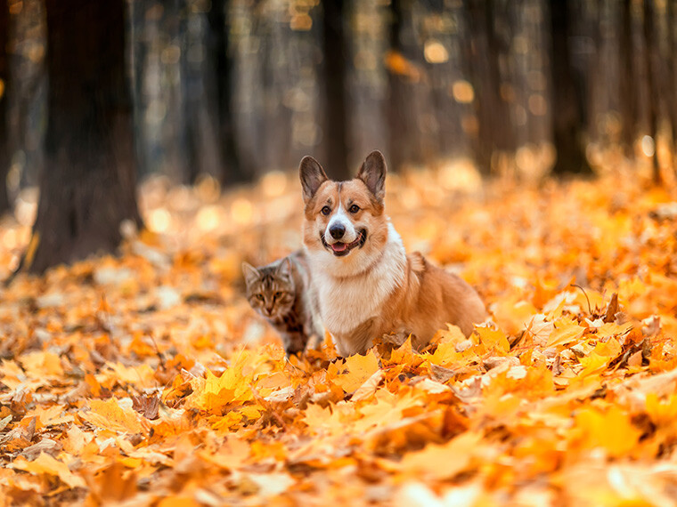 Parasiten im Herbst