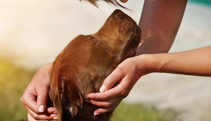 Training & Hundesport Hunde sinnvoll beschäftigen ZooRoyal Magazin