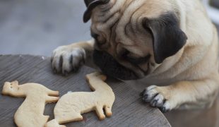 Hundekuchen selber backen