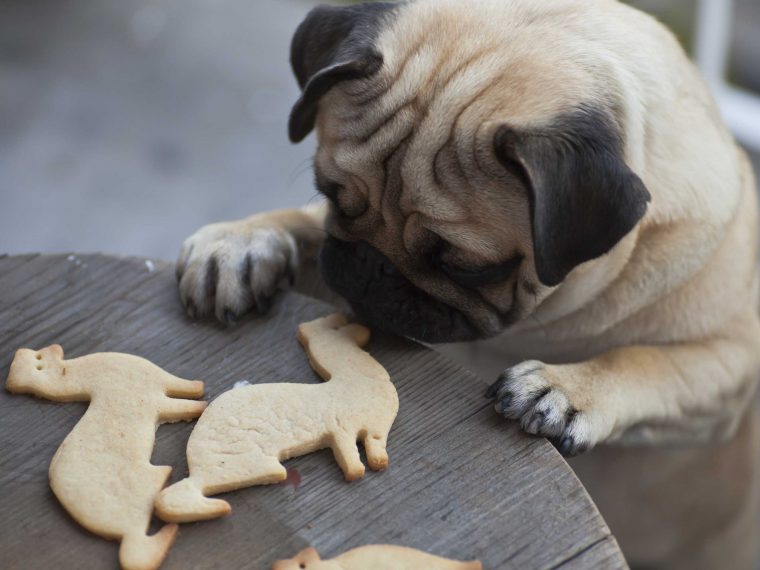 Hundekuchen selber backen